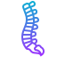 spine